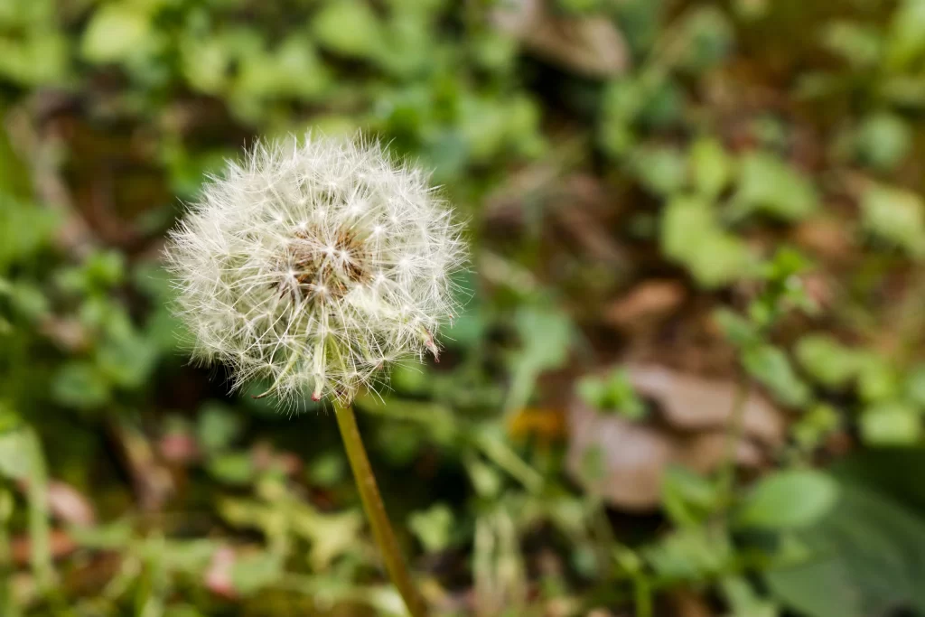 White Dandelion Seed Head Fuzzy Delicate warm Nature