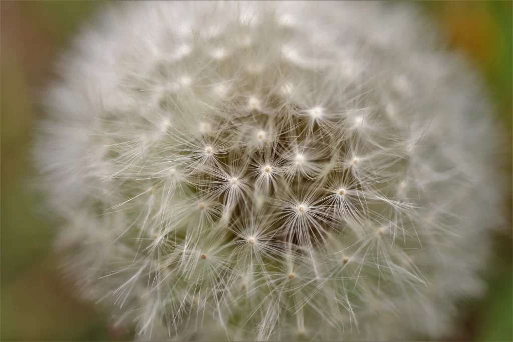White Dandelion Seed Head Delicate Feathers gray Nature