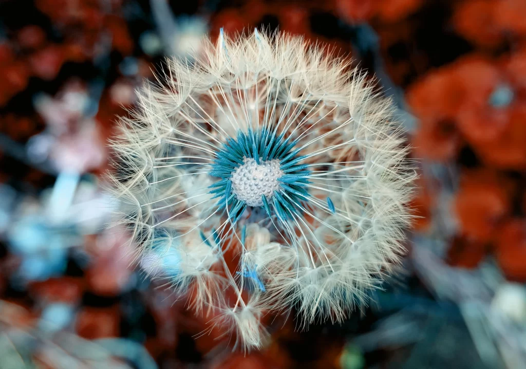 White Dandelion Seed Head Feathers Blue Center