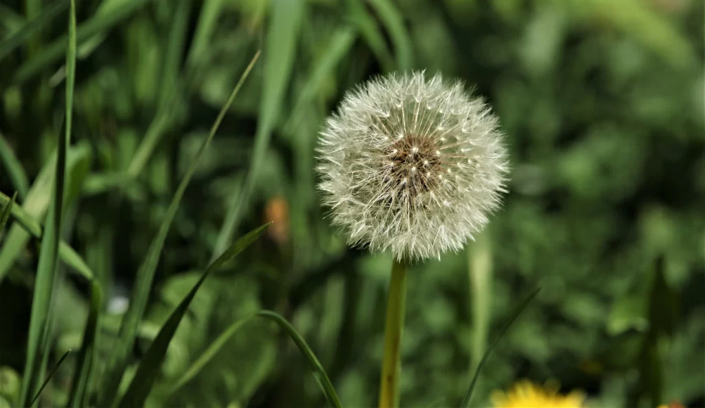 White Dandelion Seed Head Round Green Grass