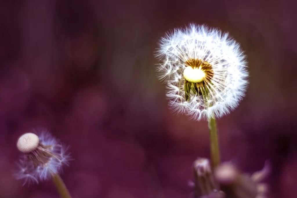 White Dandelion Seed Head Delicate Feathers Purple Background