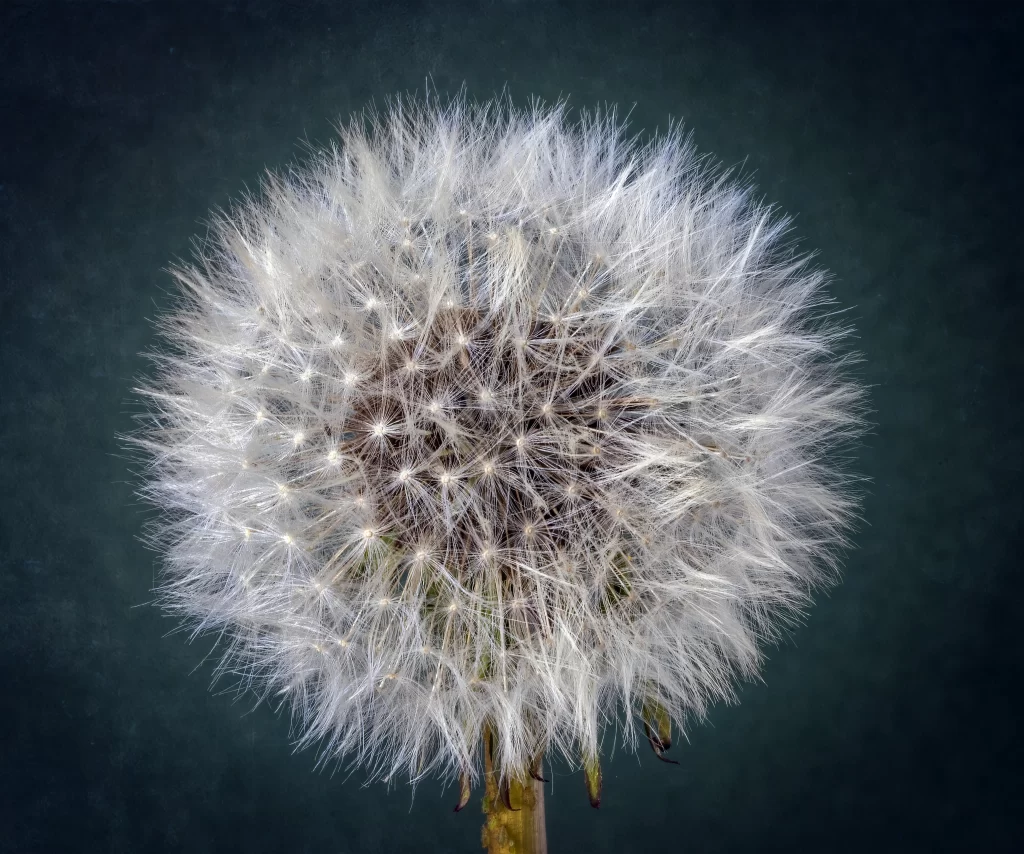 White Dandelion Seed Head Delicate Feathers Round Shape