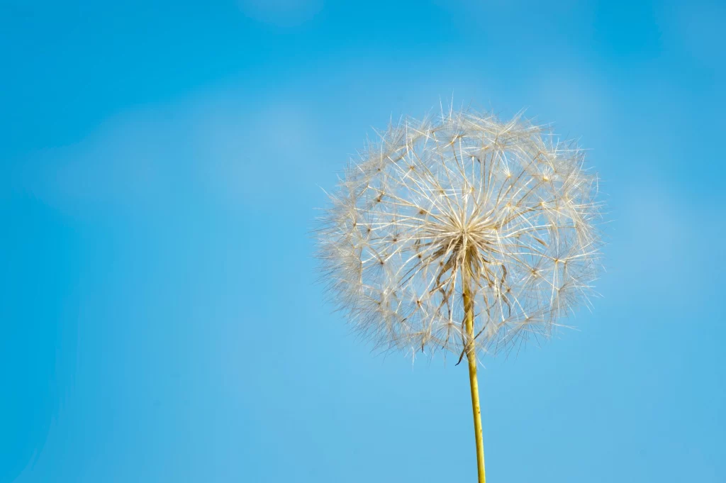 White Dandelion Seed Head Blue Sky Delicate cool Feathers