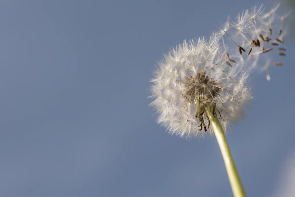 White Dandelion Seed Head Feathers Blue gray Sky