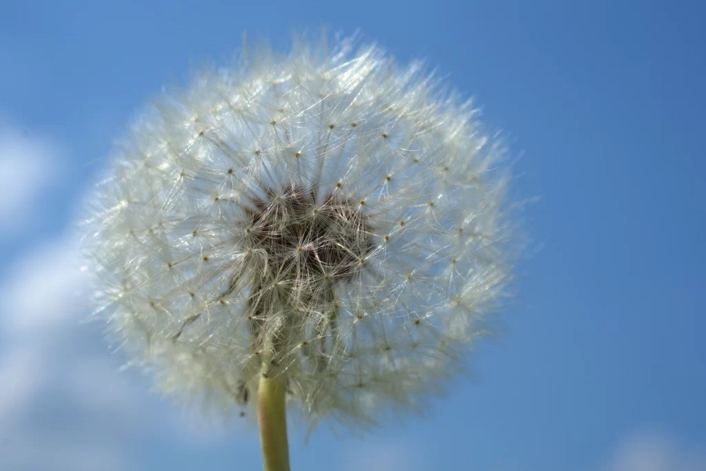 White Dandelion Seed Head Feathery Delicate Blue cool Sky