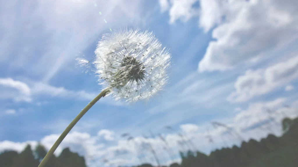 White Dandelion Seed Head Sky Clouds