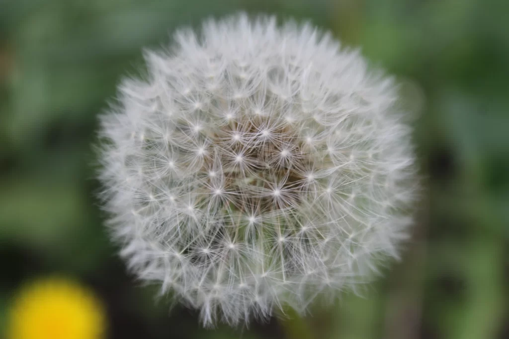 White Dandelion Seed Head Delicate Feathers Green gray Background
