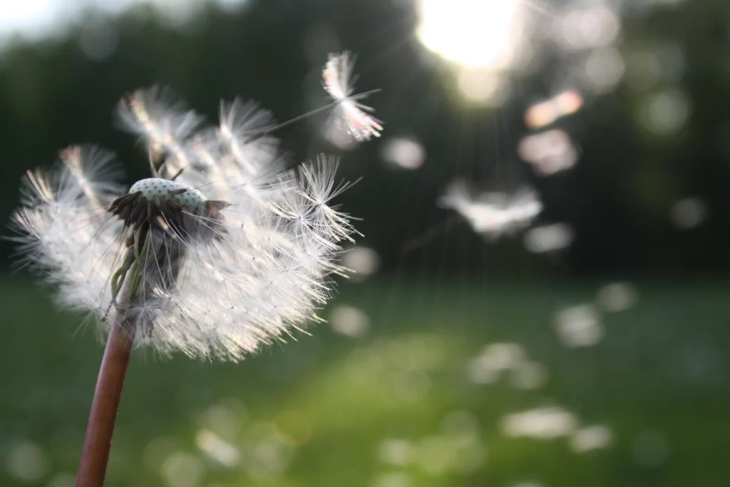 White Dandelion Seed Head Delicate Feathers gray Nature
