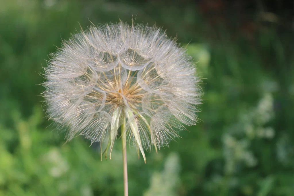 White Dandelion Seed Head Fuzzy Delicate warm Nature