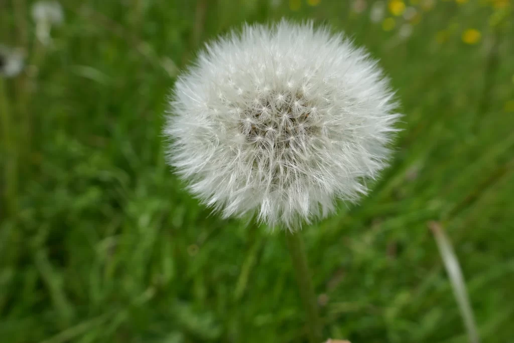 White Dandelion Seed Head Fuzzy Green warm Grass