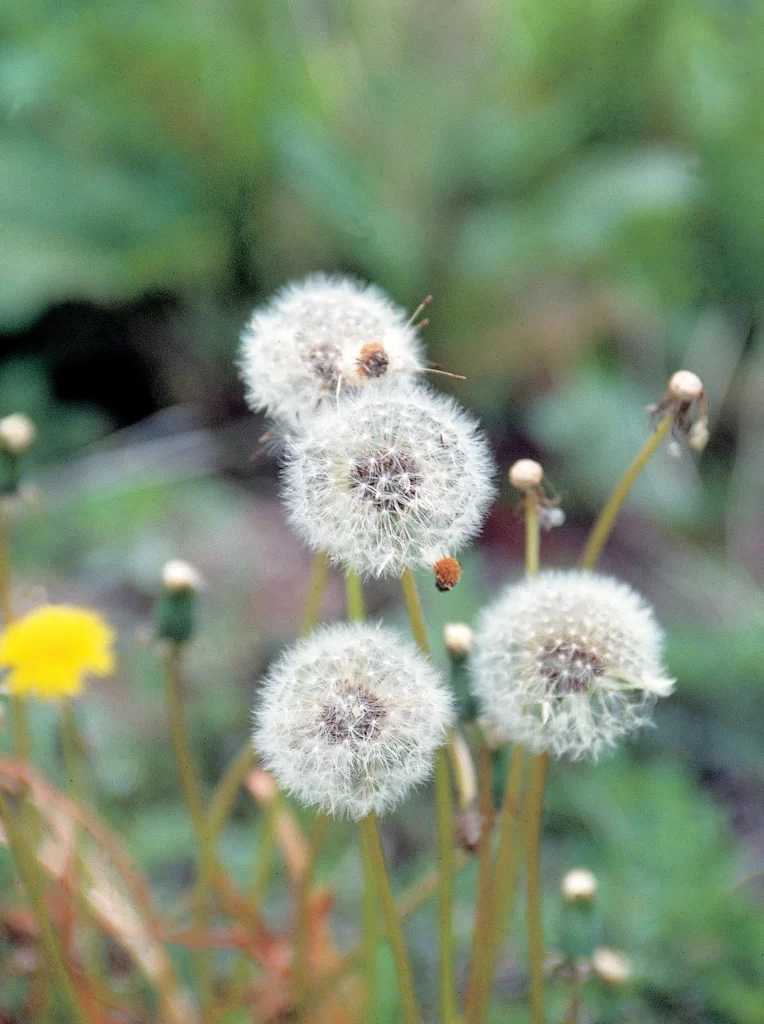 White Dandelion Seed Head Delicate Feathery gray Green