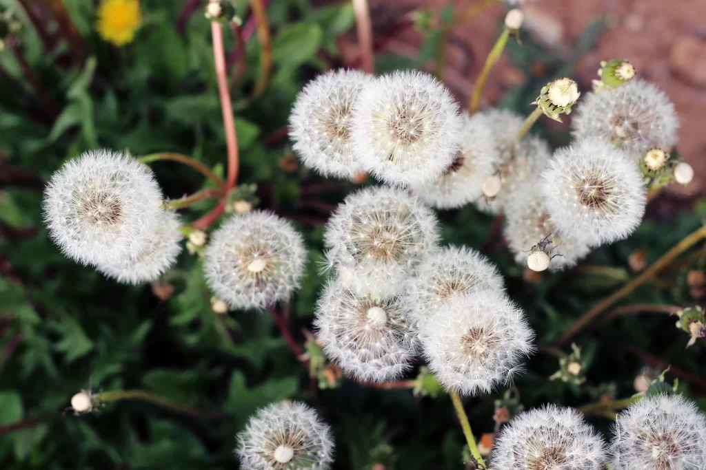 White Dandelion Seed Head Fuzzy Round gray Green