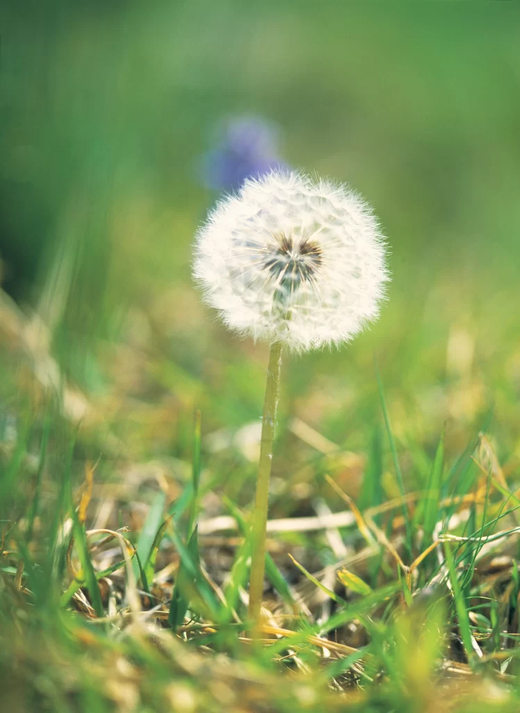 White Dandelion Seed Head Fuzzy Green warm Grass