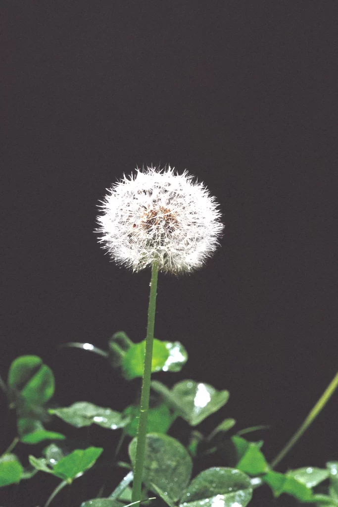 White Dandelion Seed Head Green Leaves