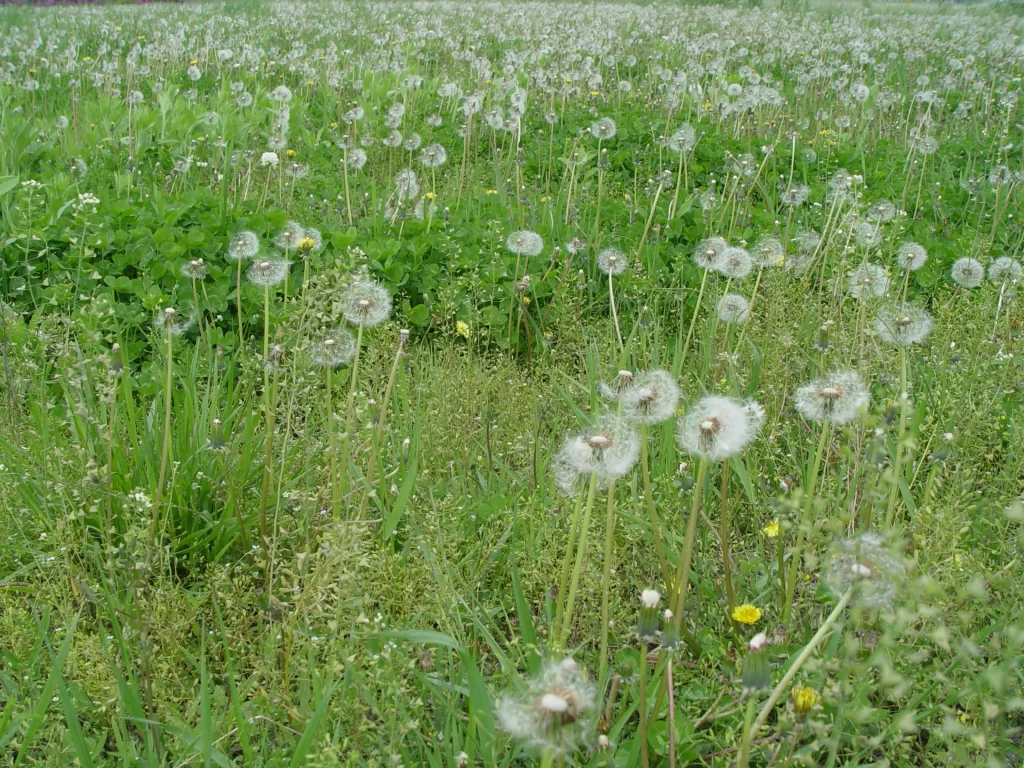 White Dandelion Seed Head Green Grass Yellow Flower
