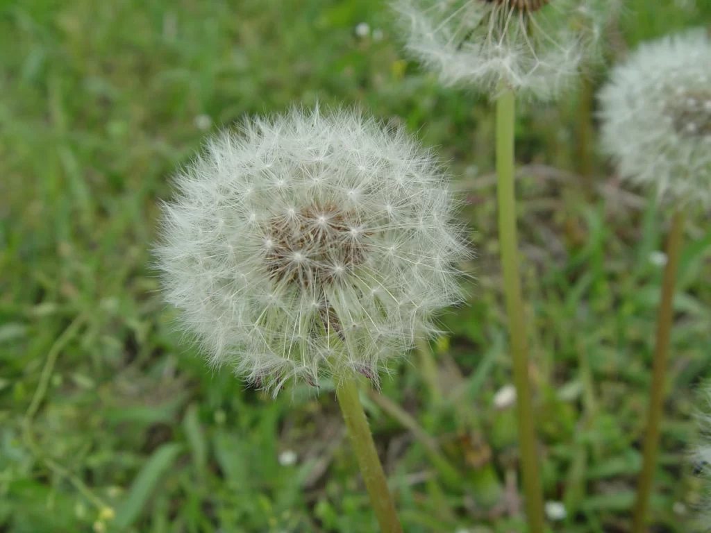White Dandelion Seed Head Fuzzy Round warm Green