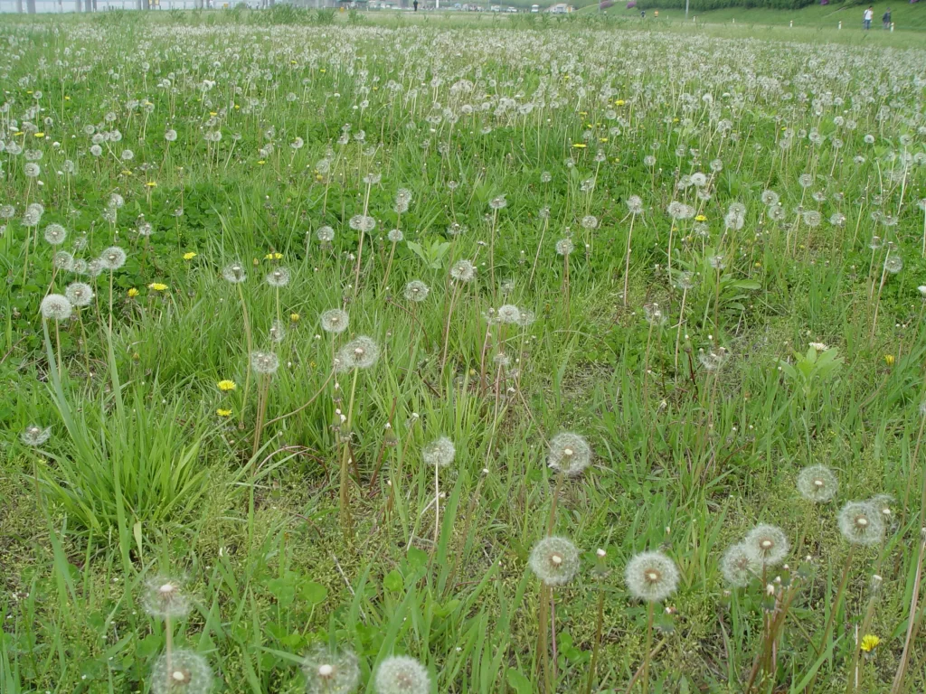 White Dandelion Seed Heads Green Grass Yellow Blooms