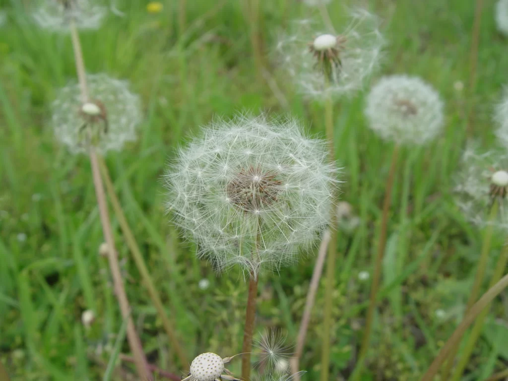 White Dandelion Seed Head Delicate Feathers Green warm Grass