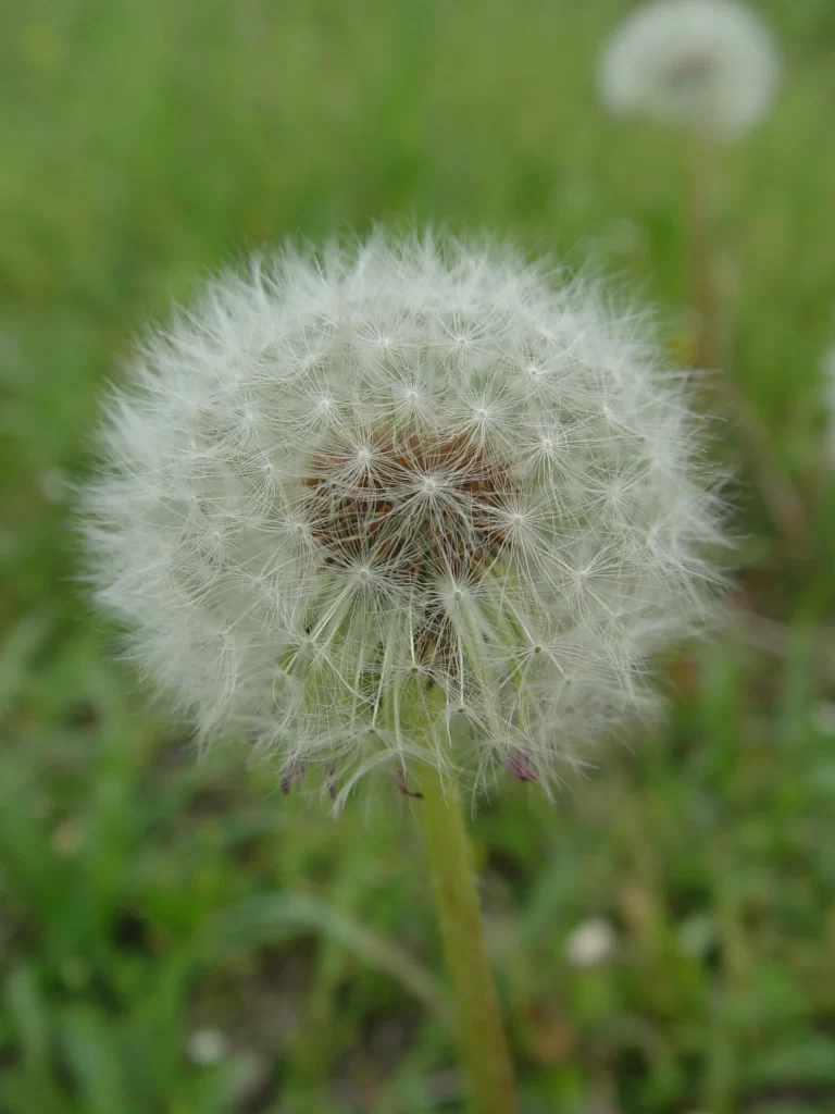 White Dandelion Seed Head Delicate Feathers Green warm Grass