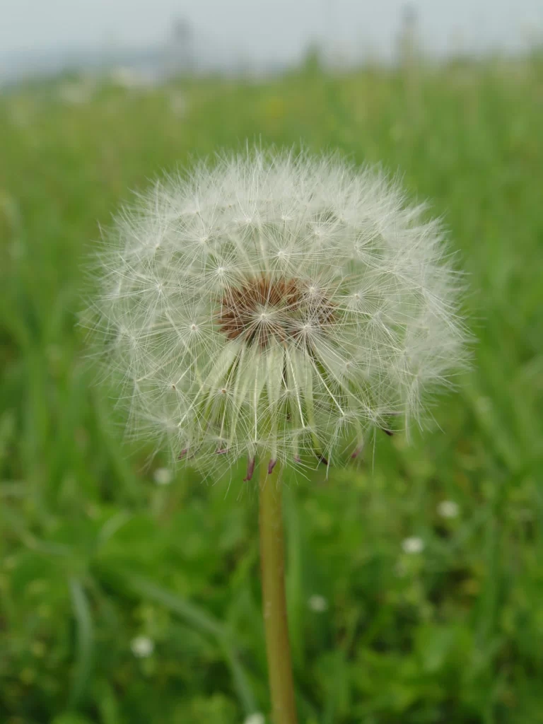 White Dandelion Seed Head Delicate Feathers Green warm Grass
