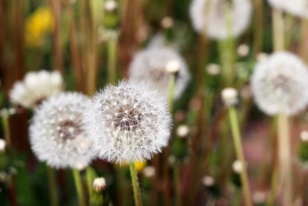 White Dandelion Seed Head Delicate Feathers gray Nature