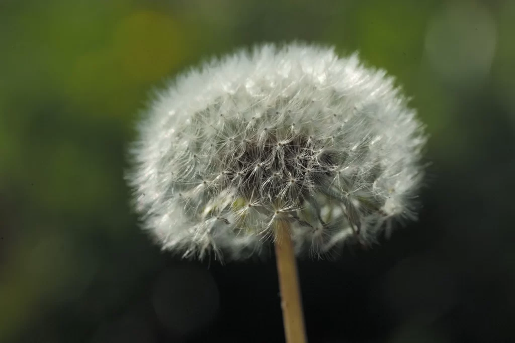 White Dandelion Seed Head Delicate Feathers gray Nature