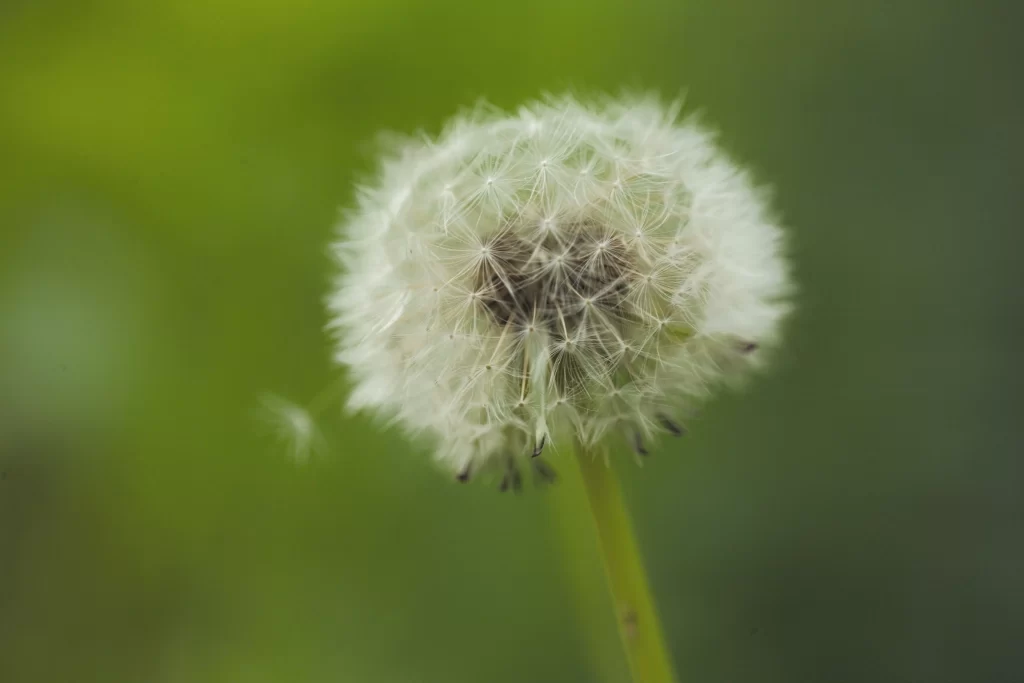 White Dandelion Seed Head Delicate Feathers Green warm Background