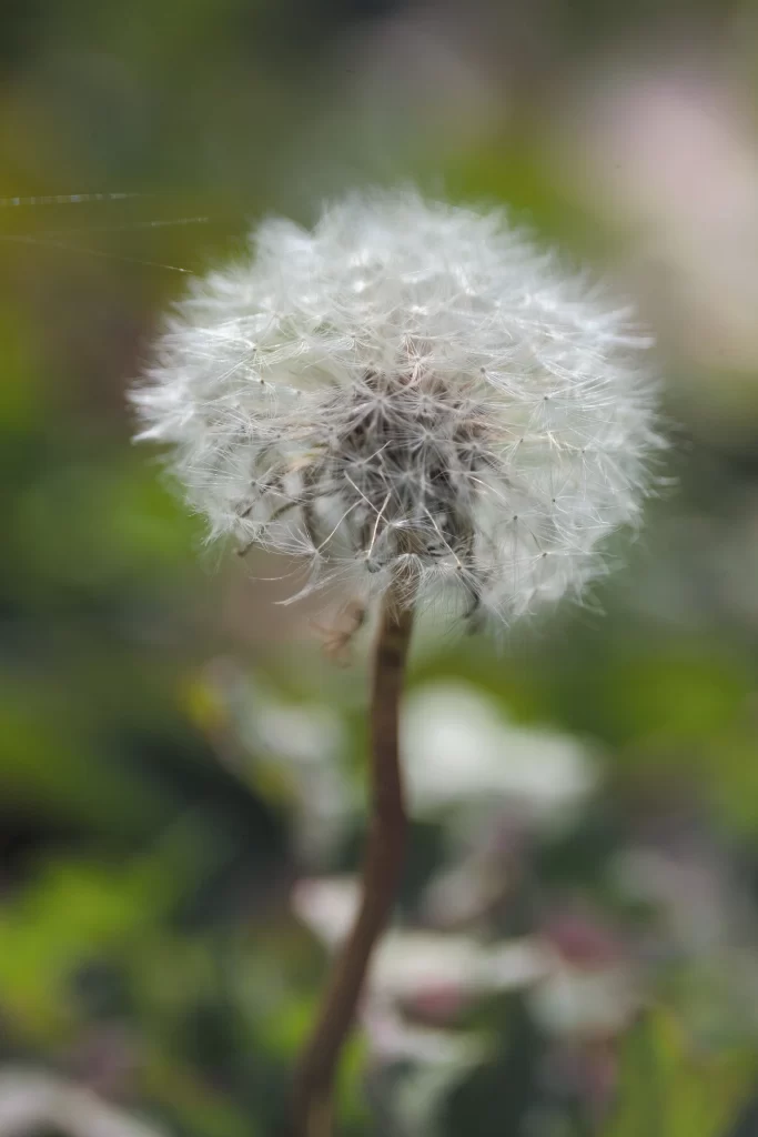 White Dandelion Seed Head Delicate Feathers gray Nature