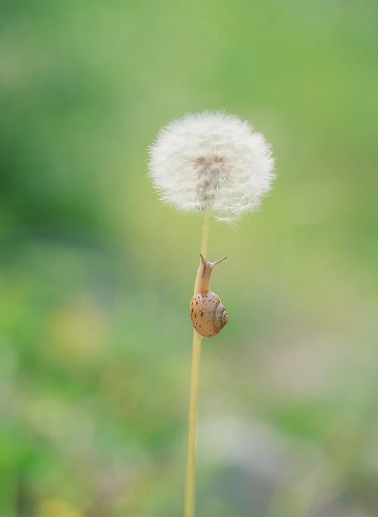 White Dandelion Seed Head Snail Green Background