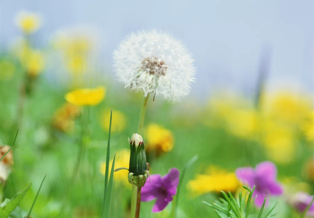 White Dandelion Seed Head Green Grass Yellow Purple Flowers