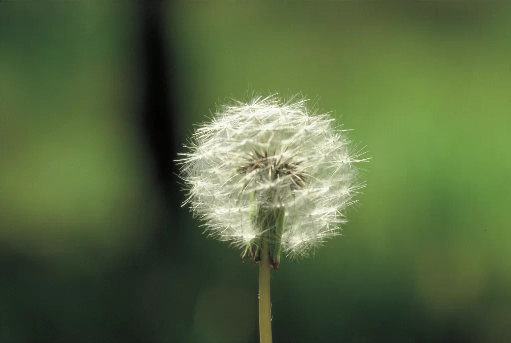 White Dandelion Seed Head Delicate Feathers Green warm Background