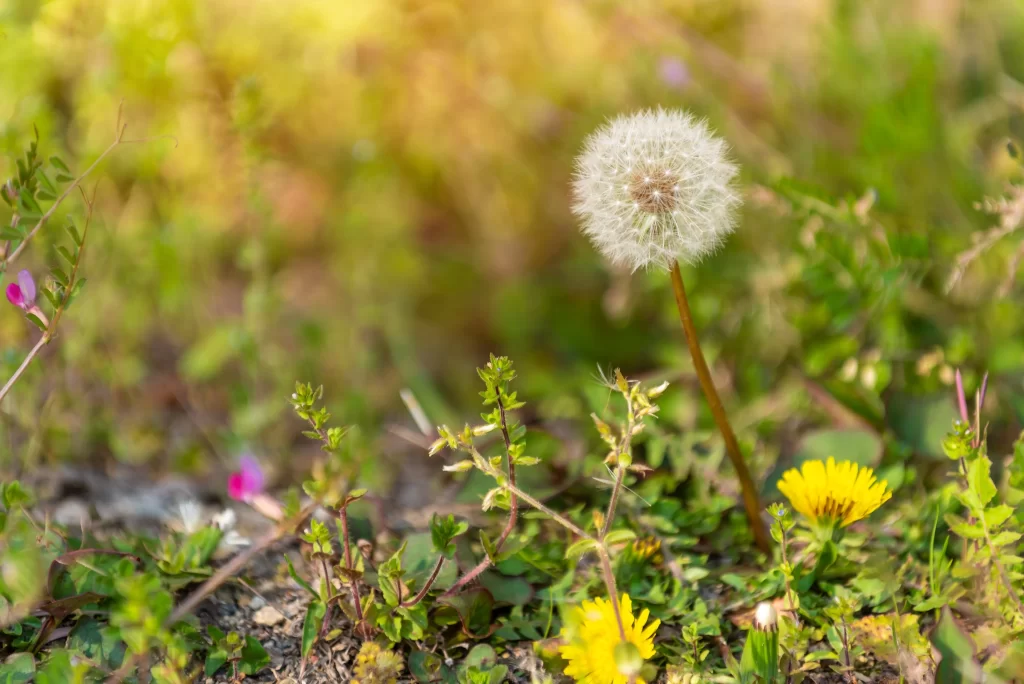 White Dandelion Seed Head Greenery Yellow Dandelions Nature