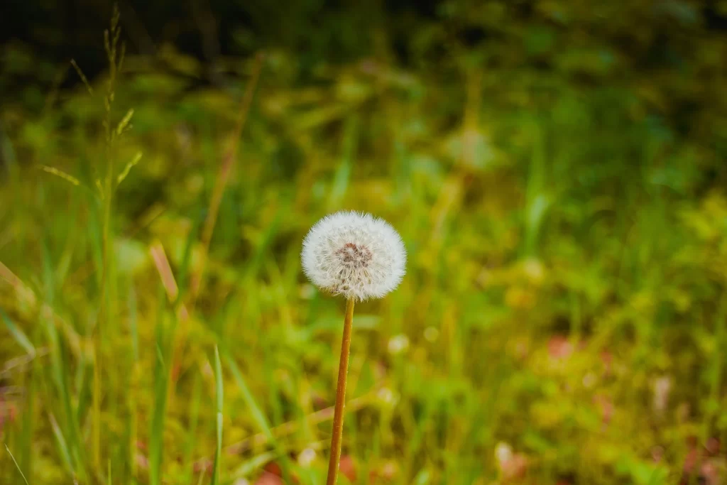 White Dandelion Seed Head Green warm Grass