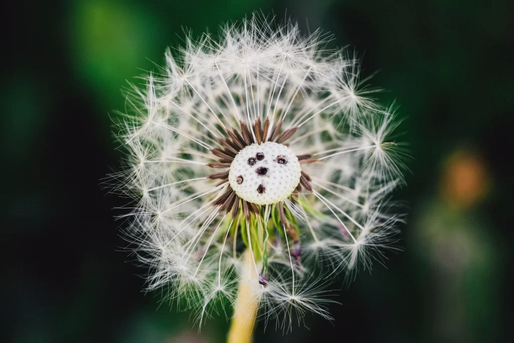 White Dandelion Seed Head Delicate Feathers Green gray Background