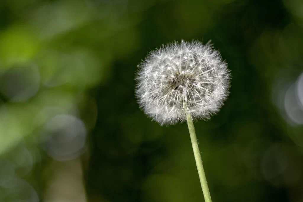 White Dandelion Seed Head Delicate Feathers Green warm Background