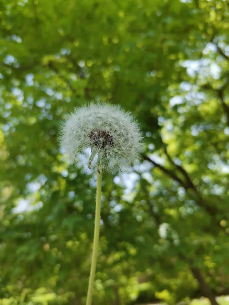 White Dandelion Seed Head Fuzzy Green Background Sunlight