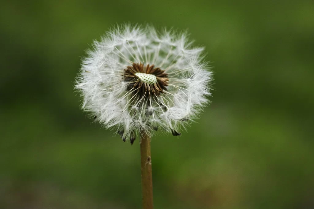 White Dandelion Seed Head Delicate Feathers Green warm Background