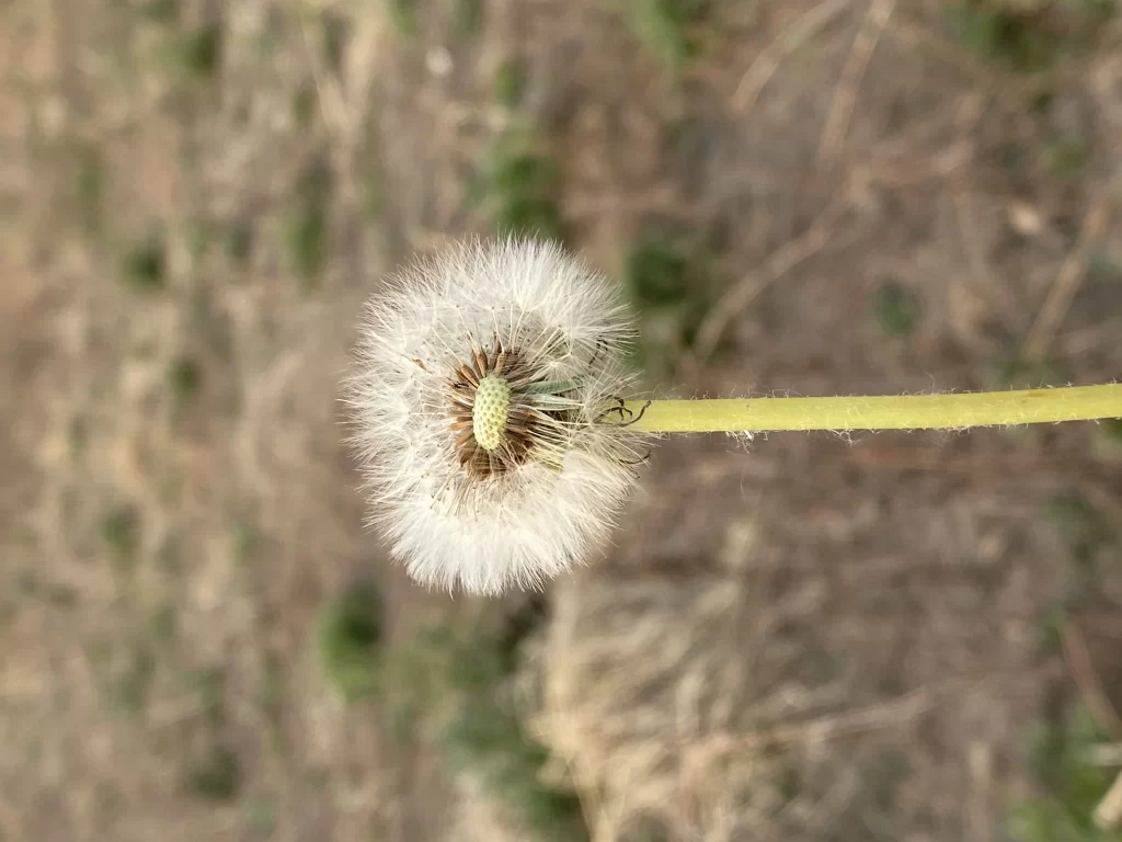 White Dandelion Seed Head Fuzzy Green Stem