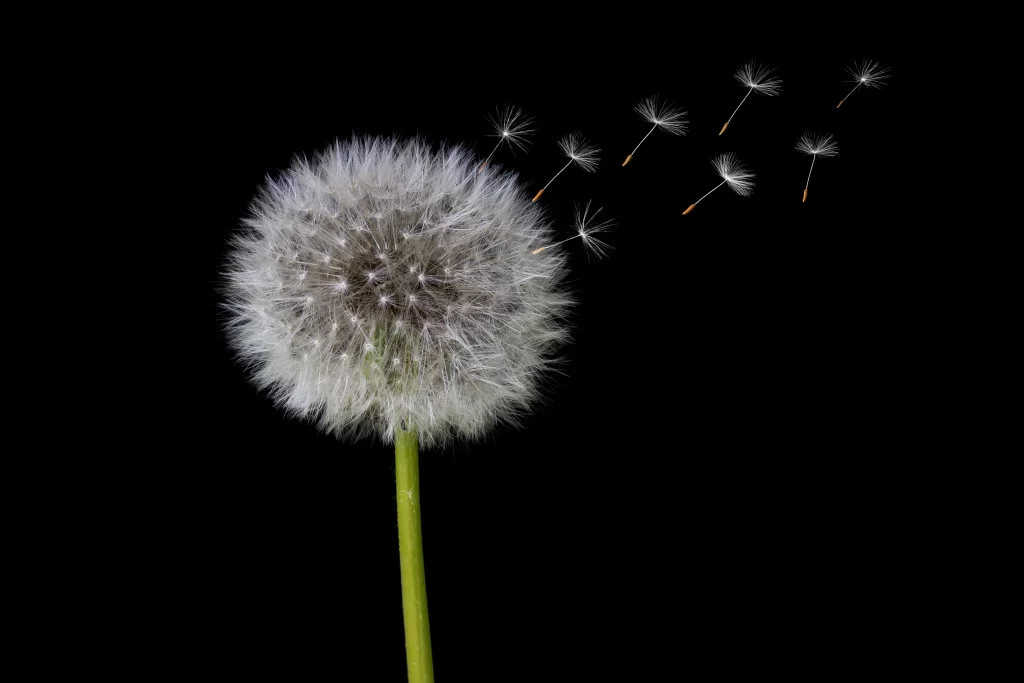 White Dandelion Seed Head Delicate dark Feathery