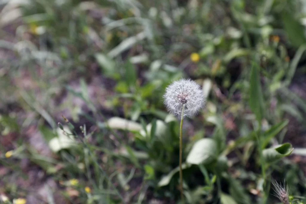 White Dandelion Seed Head Delicate Fuzzy gray Green