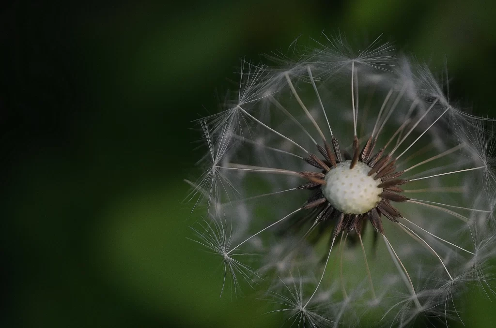 White Dandelion Seed Head Delicate Feathers Green dark Background