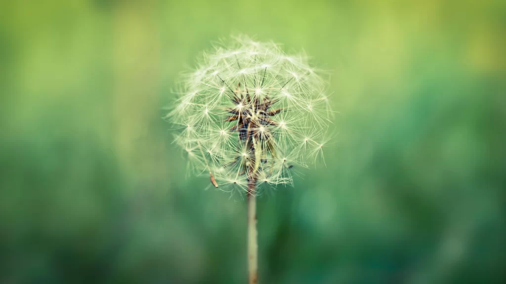 White Dandelion Seed Head Delicate Feathers Green warm Background