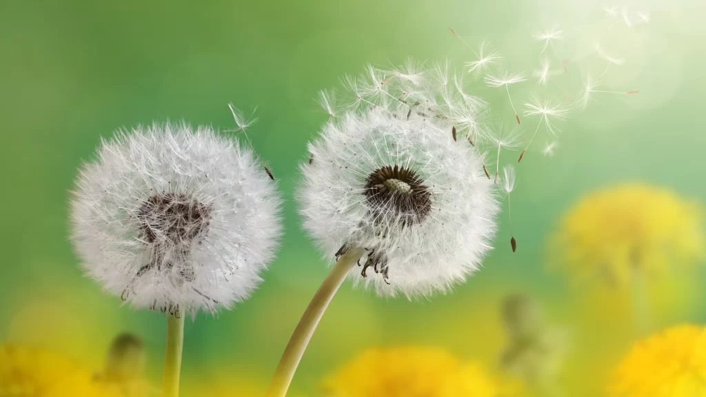 White Dandelion Seed Head Green Background Yellow warm Flowers