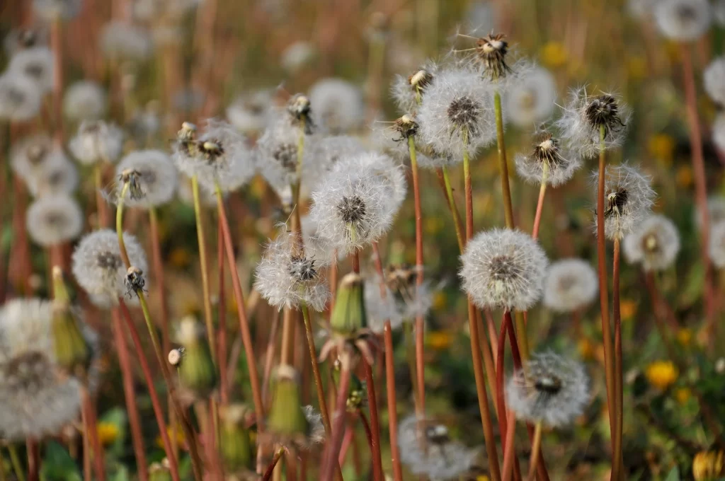 White Dandelion Seed Head Delicate Feathers Green Stems