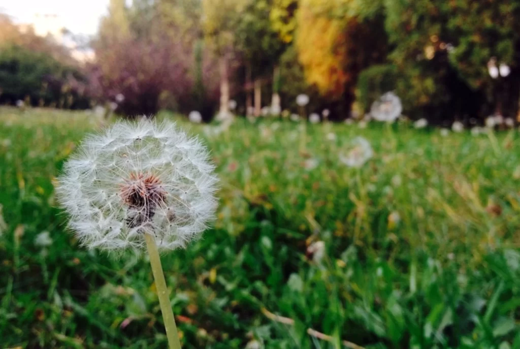 White Dandelion Seed Head Green Grass Nature