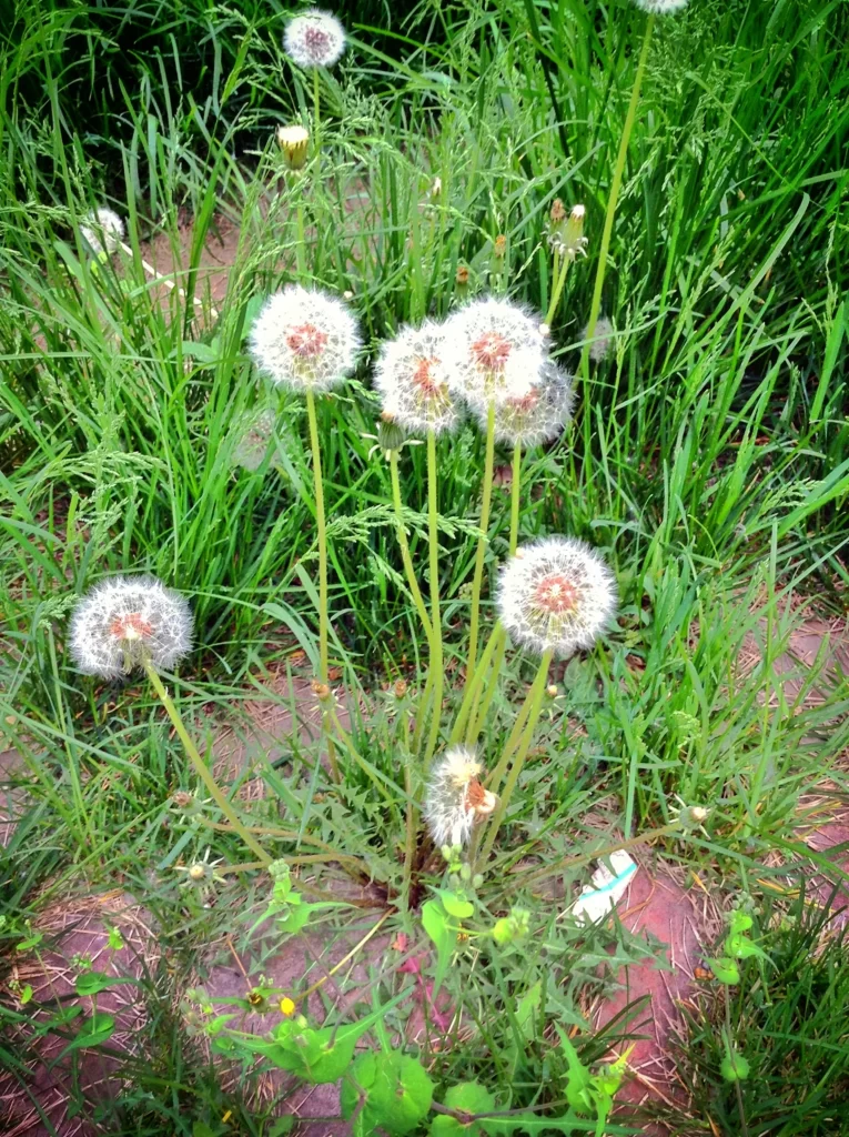 White Dandelion Seed Head Green Grass Delicate warm Feathery