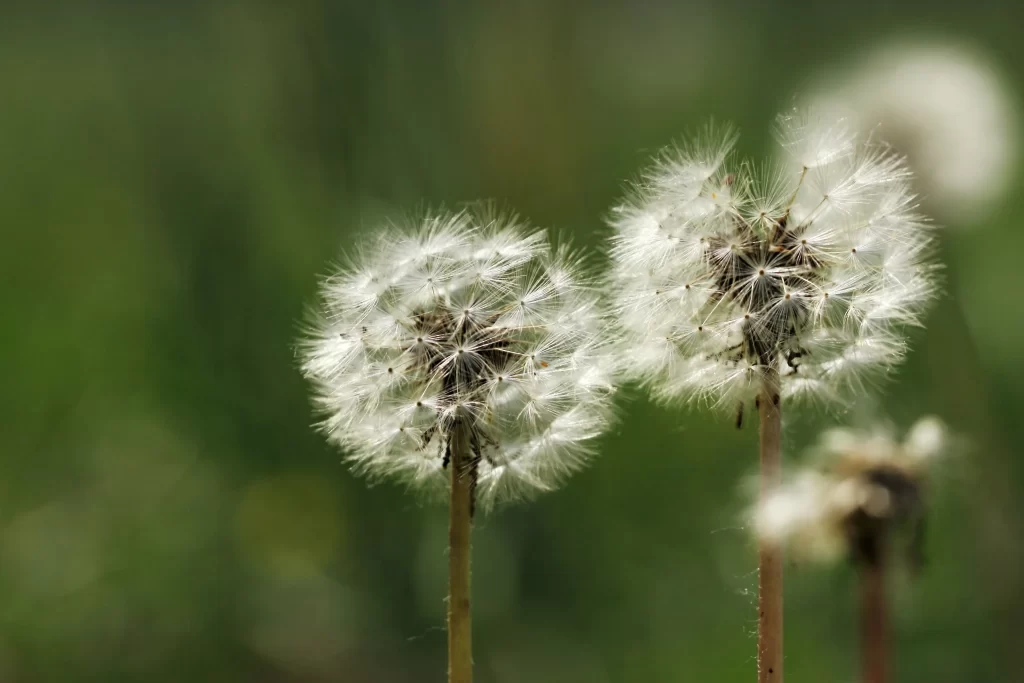 White Dandelion Seed Head Delicate Feathers Green warm Background