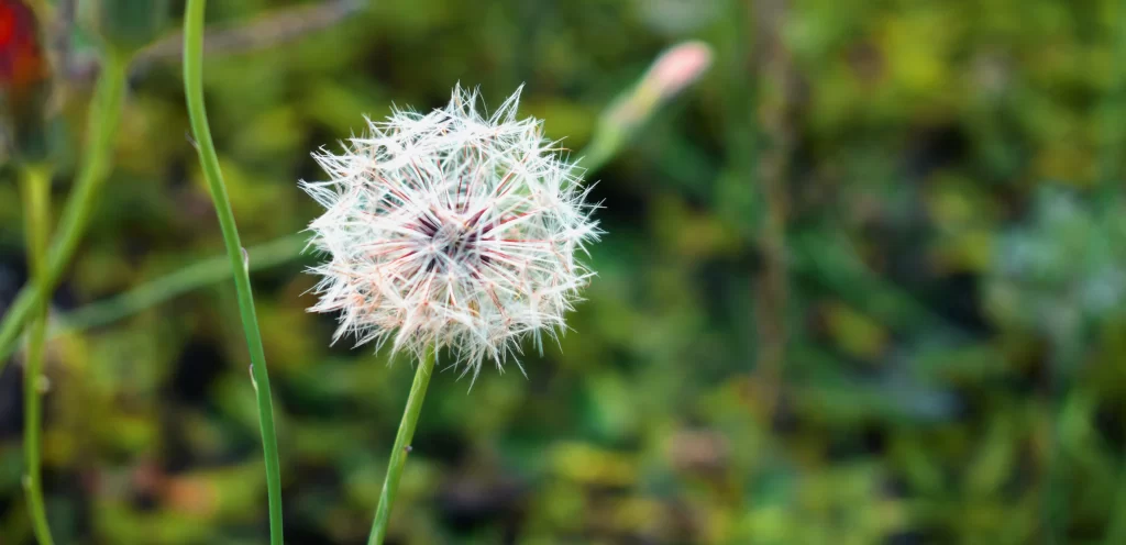 White Dandelion Seed Head Delicate Feathers Green warm Background