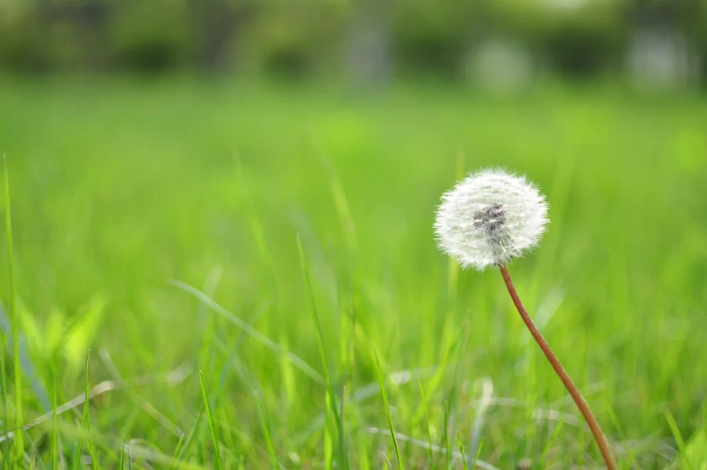 White Dandelion Seed Head Green Grass Sunny