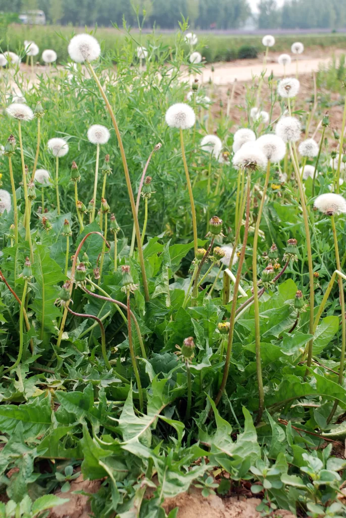 White Dandelion Seed Heads Green Leaves Nature